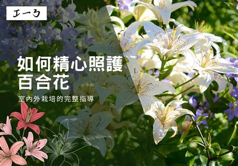 芙蓉如何照顧|山芙蓉的栽培照護方法